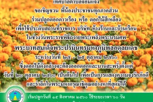 รูปภาพ : เทศบาลตำบลจอมแจ้ง เชิญชวนประชาชน “ปลูกดอกดาวเรือง หรือ ดอกไม้สีเหลือง” ให้บานสะพรั่งทั่วทั้งแผ่นดินในช่วงพระราชพิธีถวายพระเพลิงพระบรมศพวันที่ 25-29 ตุลาคม 2560